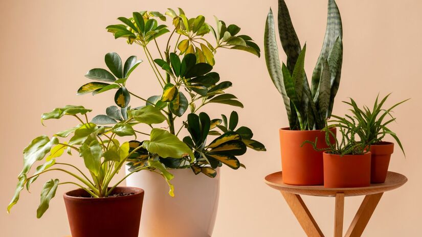 O Feng Shui é uma antiga tradição chinesa que busca equilibrar o fluxo de energia vital