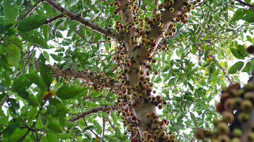 Um dos efeitos mais promissores da jabuticaba é sua capacidade de auxiliar no controle dos níveis de açúcar no sangue