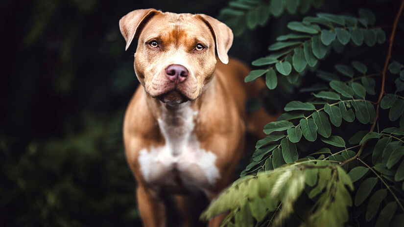 Sexto colocado é o Pit bull terrier /foto: Rebecca Muller/Unsplash