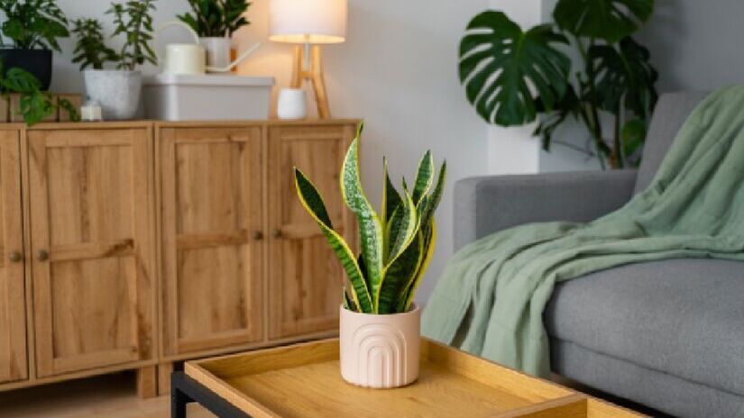 Ela possui até mesmo propriedades purificadoras de ambiente. Imagem: PxHere
