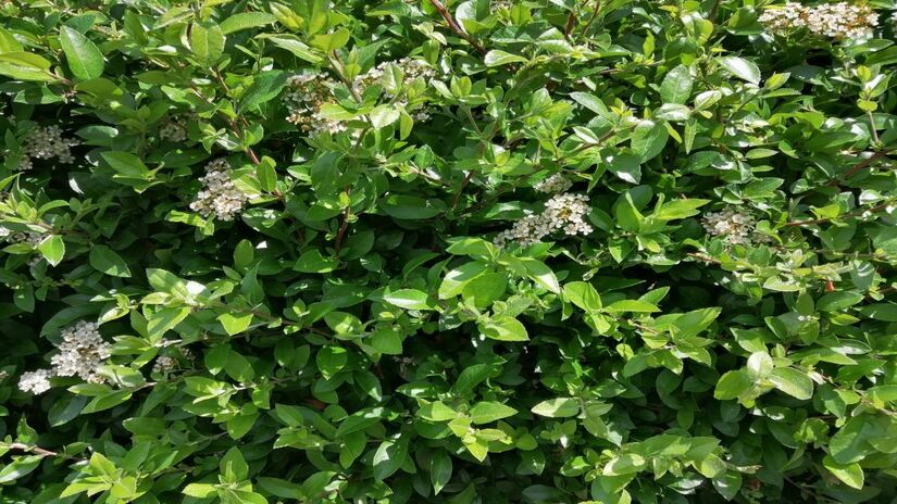 Versátil e ornamental, a abélia oferece floração prolongada, resistência ao clima e folhas que permanecem bonitas o ano inteiro, dependendo da região