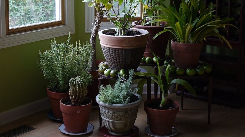 Mesmo na sombra você ainda pode manter plantinhas na sua casa. Imagem: F. D. Richards/Wikimedia Commons