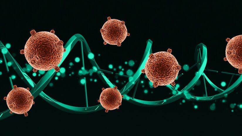 A proteína em questão foi nomeada FTL1 