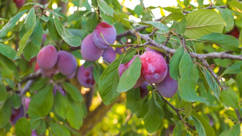 Com os cuidados certos, ameixas podem ser colhidas ainda no verão (Foto: Freepik)