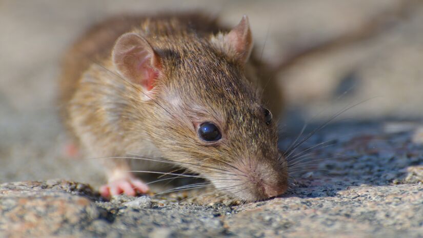 Os cientistas analisaram como genes e proteínas se comportam no hipocampo de camundongos, identificando padrões que poderiam explicar a perda de função cognitiva com a idade