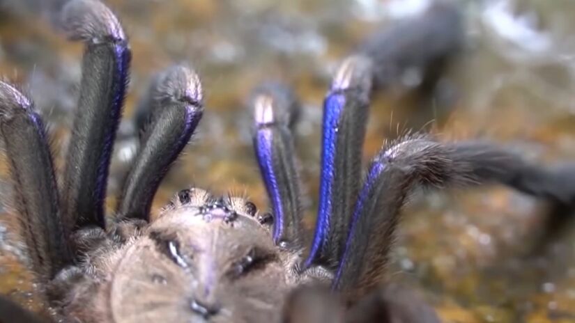 As cores da aranha variam de acordo com a idade