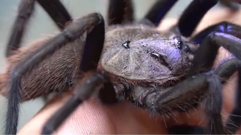 Esta é a primeira vez que as características do animal azulado são definidas formalmente (Fotos: Reprodução/Youtube)