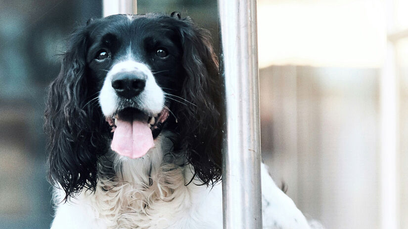 Springer Spaniel Inglês é o oitavo mais agressivo /foto: Rafaella Waasdorp/Unsplash