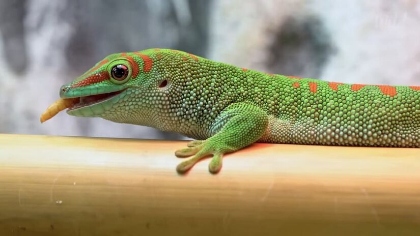 O isolamento favoreceu a preservação ambiental - Reprodução/ YouTube