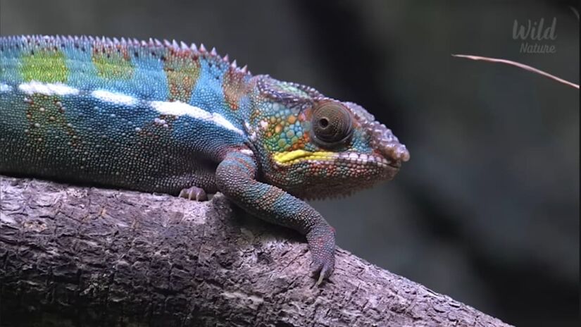 E cerca de 90% da fauna do país é exclusiva da Ilha - Reprodução/YouTube