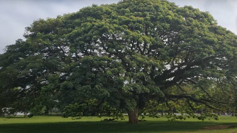 O solo embaixo da árvore costuma ser mais verde, por conta da liberação de orvalho pelas folhas | Reprodução YouTube | AMIGO BICHO
