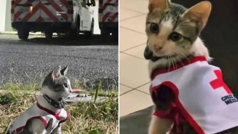 O bigode dos gatos é extremamente sensível e os ajuda a perceber o espaço em que estão | Reprodução X (antigo Twitter)