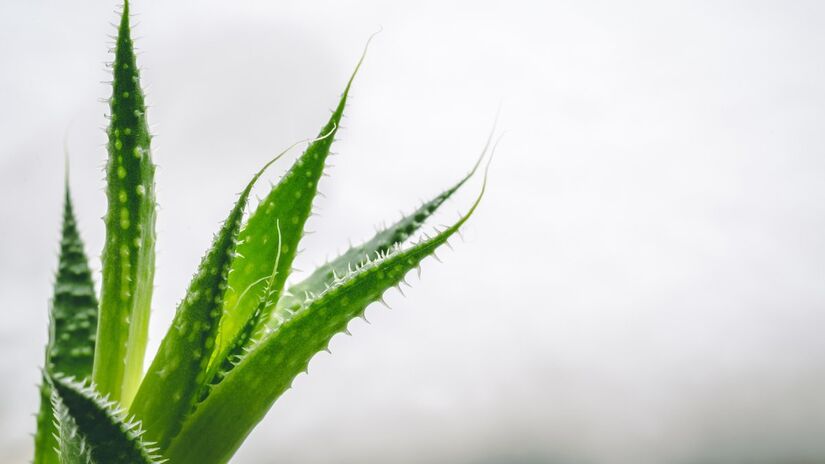 Assim como muitas outras plantas, a babosa ajuda a melhorar a qualidade do ar (Fotos: Freepik)