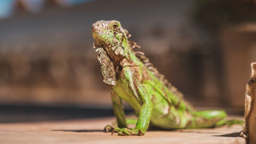 Capaz de comer apenas seis vezes por ano, o animal revelou à ciência um novo caminho para tratar diabetes e obesidade (Fotos: Freepik)