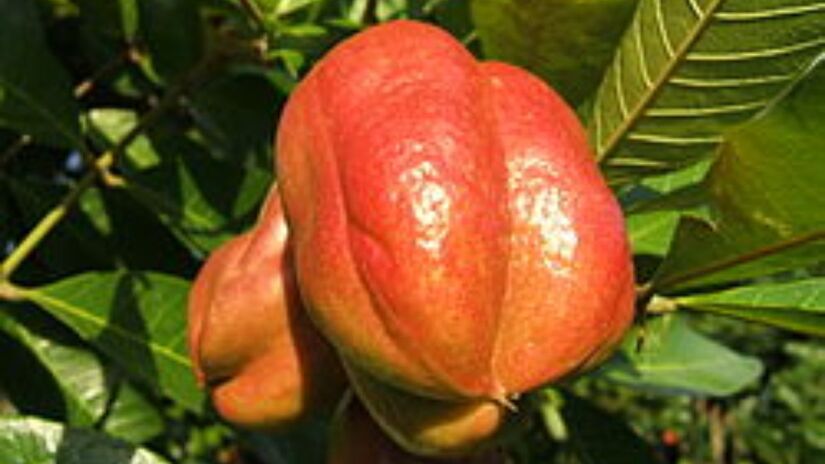 A akee (ou castanheiro-de-áfrica), nativa da África Ocidental, é uma fruta que exige atenção redobrada. Quando verde, ela é altamente tóxica devido à presença de hipoglicina. Foto: Reprodução/Wikiemdia Commons