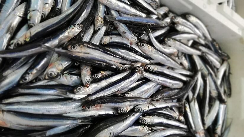 Aliada da saúde, a anchova pode contribuir para variar as opções de pratos para quem segue uma dieta mais regrada ou para quem deseja comer alimentos diferentes - (Contessascalza/Pixabay)