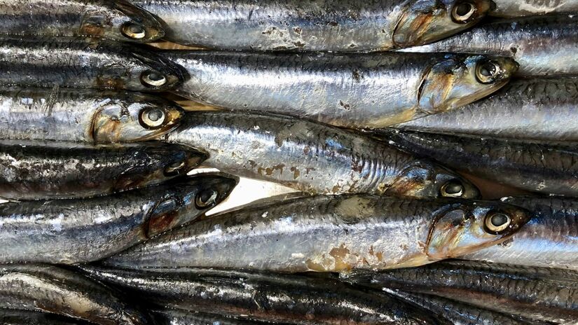 Rica em proteínas e ômega-3, a anchova pode fazer parte de uma alimentação prática e saudável - (Diane Helentjaris/Unsplash)