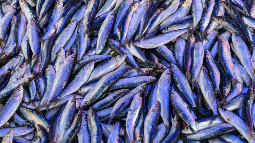 Muito mais do que um condimento, a anchova é uma grande fonte de nutrientes, oferecendo proteínas de alta qualidade além de ácidos graxos essenciais e um sabor intenso - (Engin Akyurt/Unsplash)
