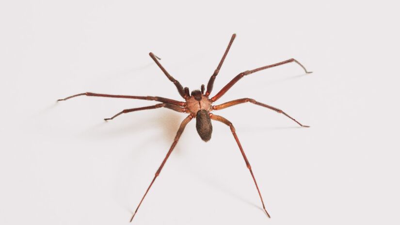 Apesar do tamanho, picada da aranha marrom pode até matar um ser humano (Foto: Freepik)