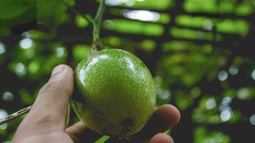 Flor de maracujá atrai insetos incômodos. Imagem: Freepik