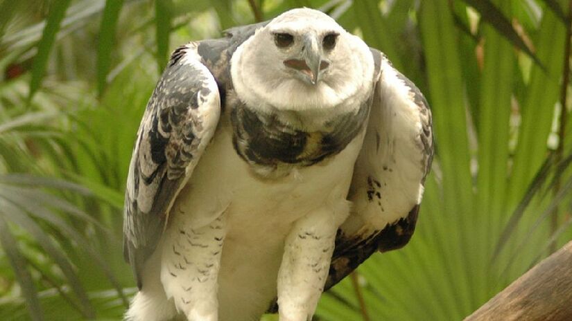 Os filhotes nascem com a penagem branca, e ficam cinzas ao atingirem a idade adulta. Imagem: Snowmanradio/Wikimedia Commons