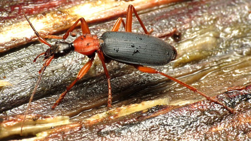 Besouro-bombardeiro (família Carabidae) quando ameaçado dispara um jato químico tão violento que pode atingir até 100°C.