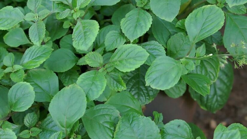 Além de serem úteis para afastar as pragas, essas plantas apresentam diversas outras vantagens (Foto: David J. Stang/Wikimedia Commons)