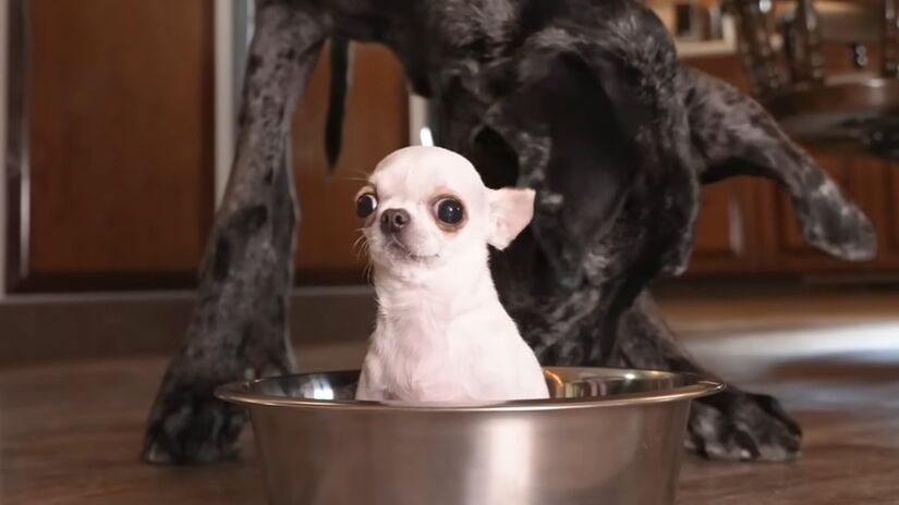 Pearl já vem de uma linhagem de campeãs, sua tia Millie também foi a menor do mundo (Fotos: Reprodução/Youtube)