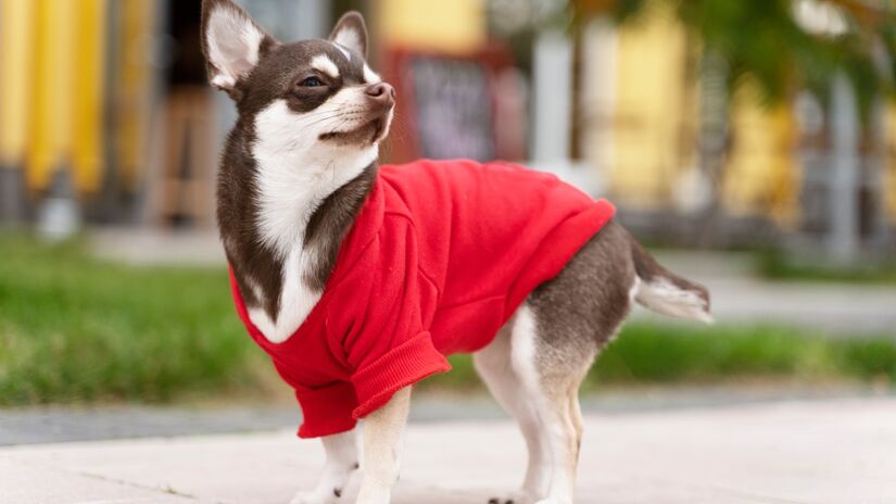 Peças de roupa específicas para cães são uma boa alternativa, principalmente para raças de pelo curto, como pinschers e chihuahuas. 