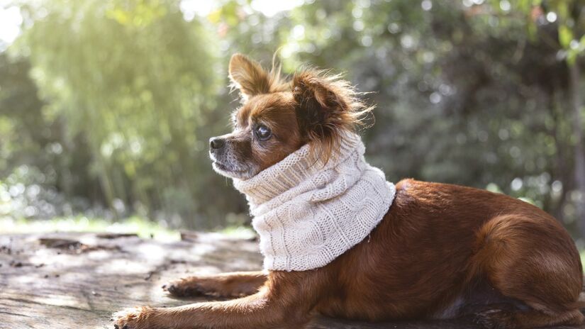 Mesmo no inverno, os passeios continuam sendo importantes, mas devem ser adaptados. O ideal é sair nos horários mais quentes do dia, quando o sol ajuda a aquecer o corpo do animal e melhora o humor. Fotos: Freepik
