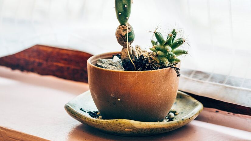 1. Pratos de vasos de plantas