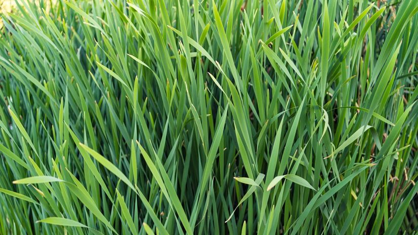 3- Cal&ecirc;ndula e citronela (Fotos: Freepik)