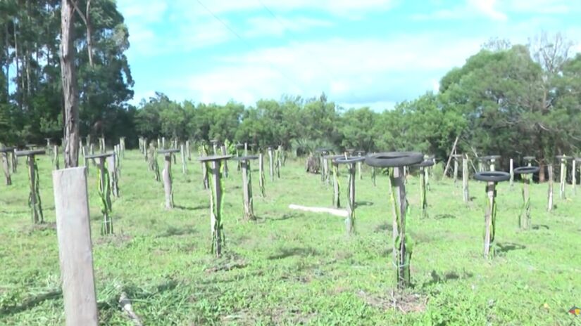 O município criou o primeiro refrigerante de pitaya do Brasil, em parceria com a Unisinos