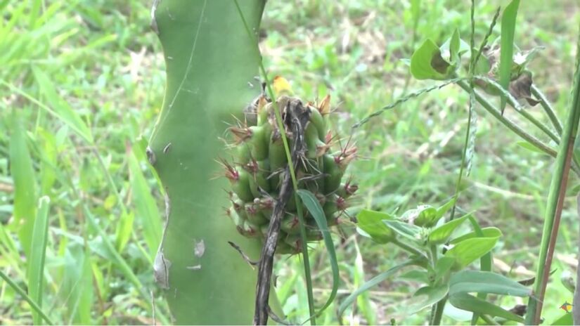 A produção de pitaya começou com apenas sete famílias e hoje movimenta quase R$ 1 milhão por ano