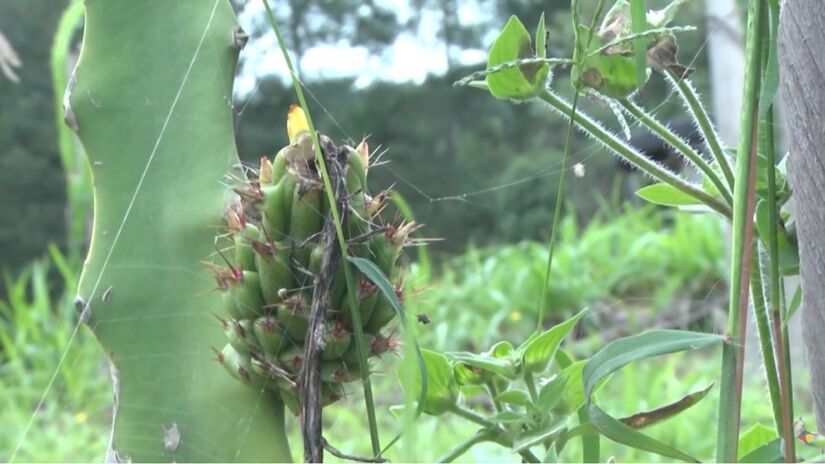 Vinhos, chopes e geleias feitos da fruta impulsionam o comércio e fortalecem a economia local