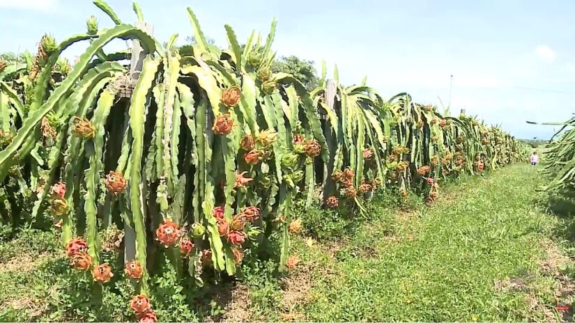 Uma fruta exótica transformou o interior do Rio Grande do Sul em referência nacional em inovação e turismo