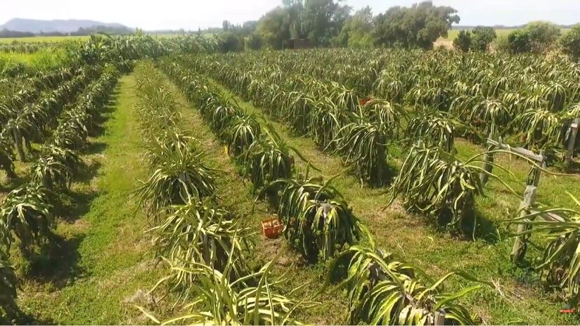 A tradicional Feira da Pitaya atrai milhares de visitantes e celebra o sucesso dessa transformação (Fotos: Reprodução/Youtube)