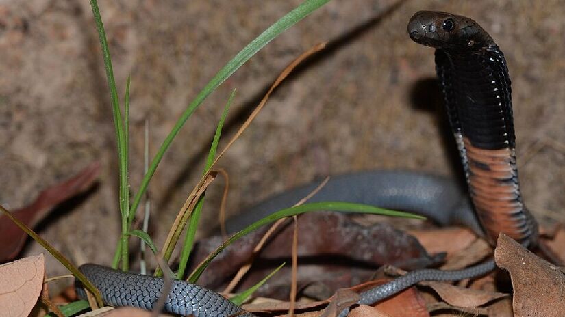 A cobra Hemachatus nyangensis é diferente de todas as outras espécies conhecidas (Foto: Marius Burger/Wikimedia Commons)