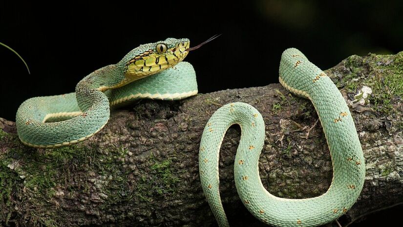 Jararaca do gênero Bothrops / Renato Augusto Martins/Wikimedia Commons)