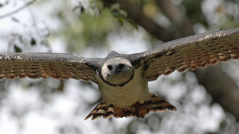 Sua envergadura chega a 200 centímetros. Imagem: Mdf/Wikimedia Commons