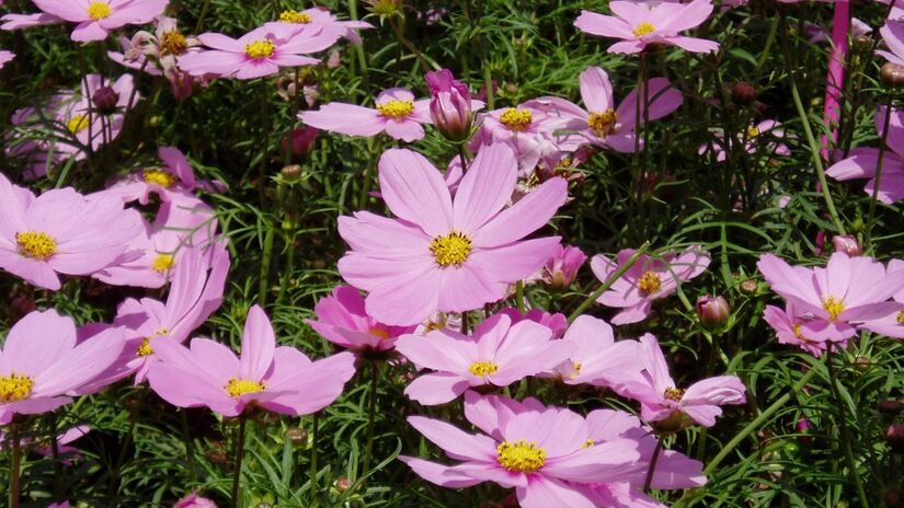 Cosmos: regar apenas quando perceber o solo seco. Foto: Wikimedia Commons