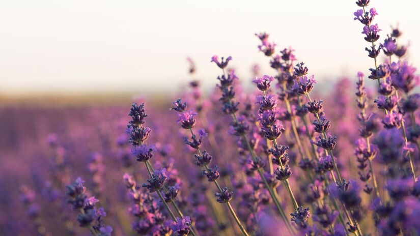 A lavanda, popular em jardins e vasos, tende a se tornar lenhosa se não for podada com frequência (Foto: Freepik)