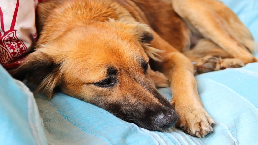 Entre as principais causas estão alergias ambientais ou alimentares, dores articulares, comuns em cães idosos, estresse e até a presença de parasitas como pulgas e carrapatos