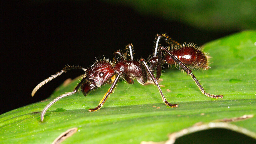 Formiga tocandira (Paraponera clavata) se prende à pele da vítima enquanto aplica repetidas ferroadas com um veneno neurotóxico dominado por poneratoxina.