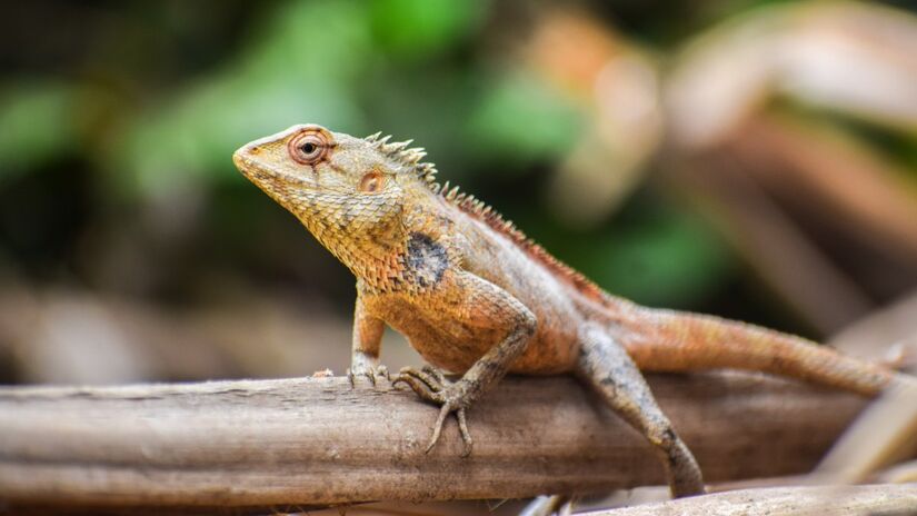 O veneno do lagarto monstro-de-gila inspirou o desenvolvimento de medicamentos como o Ozempic e o Wegovy