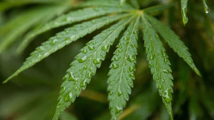 Estudo mostrou que a genética do uso de cannabis, tanto experimentá-la quanto usá-la com mais frequência, está relacionada à genética de outros traços psiquiátricos