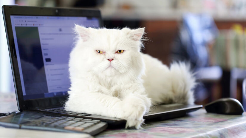 Ter gato em casa atribui algumas situações inusitadas em tarefas cotidianas, uma delas é ver o teclado do notebook se transformar na cama do felino - (Depositphotos)