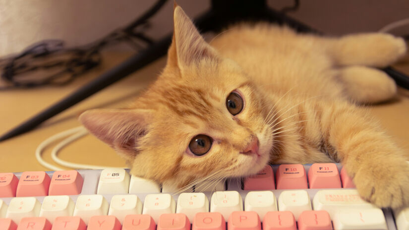 Desta forma, o teclado funciona como um tapete térmico aconchegante, perfeito para um cochilo - (Sk Zhao/Unsplash)