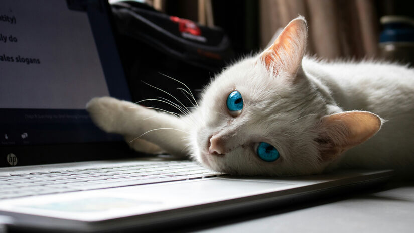 A revista Focus apontou que além do calor, os gatos também se atraem pelo cheiro humano, que com o uso constante do teclado, fica impregnado por ali - (Unsplash)