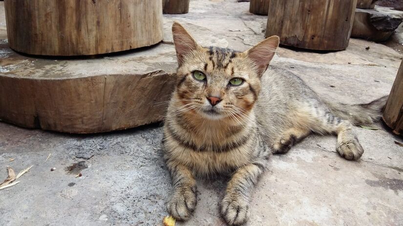 Os gatos sem raça definida (SRD), também conhecidos como "vira-latas", são os verdadeiros campeões de popularidade no Brasil. Foto: Wikimedia Commons